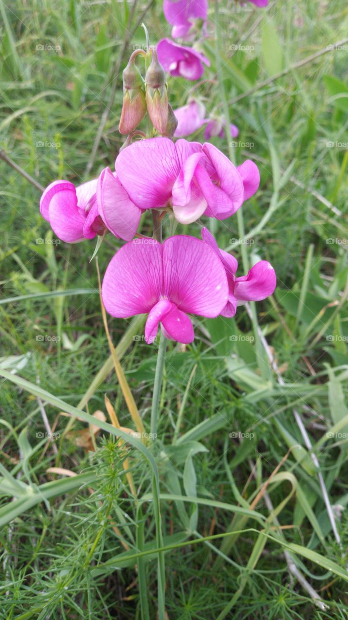 a small pink flower in the grass