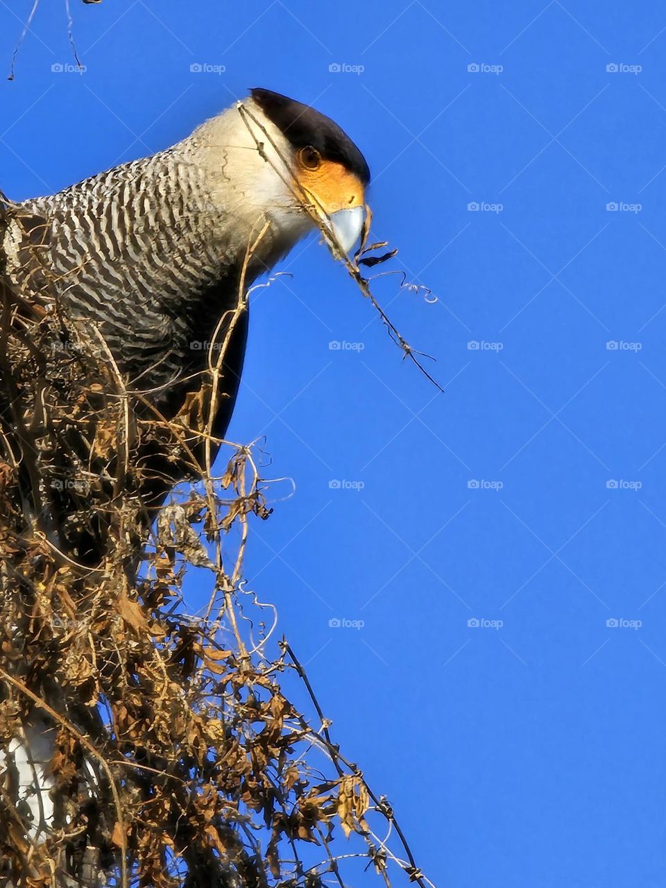 The Caracara has managed to pull some vine free and has some in his back