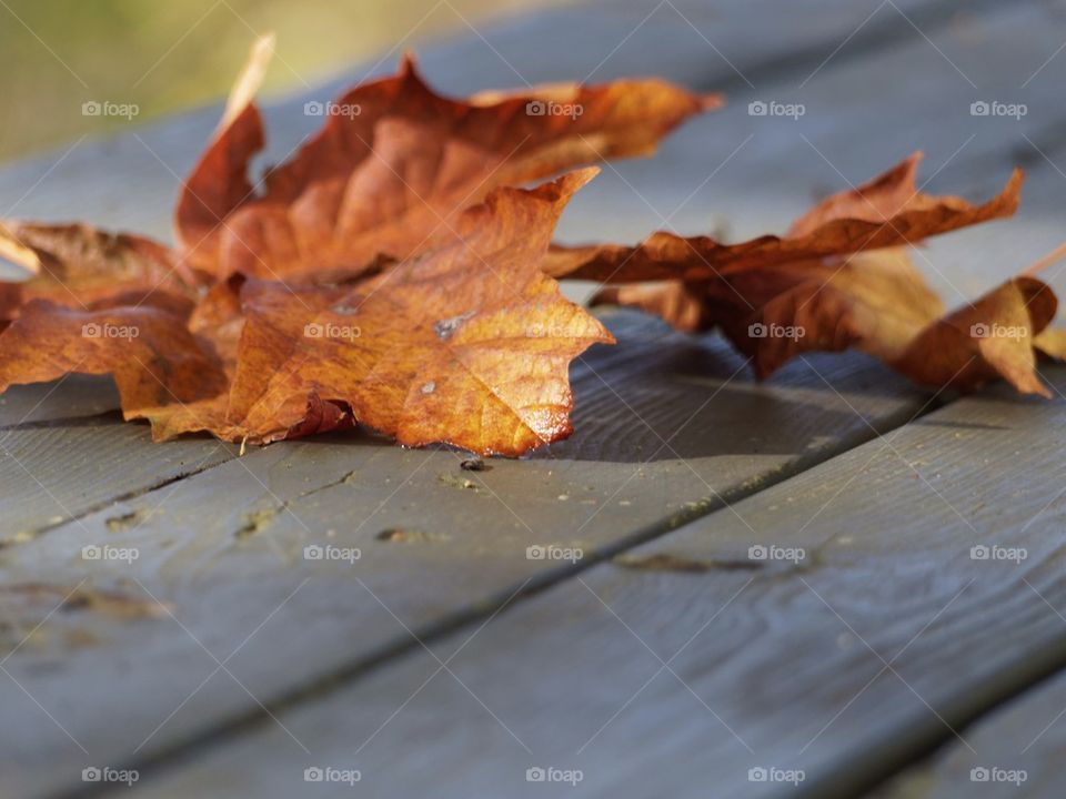 Fall Table