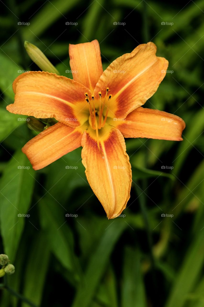 Bright Orange Lily Flower In The Garden, Summertime Flowers, Beautiful Colorful Flowers