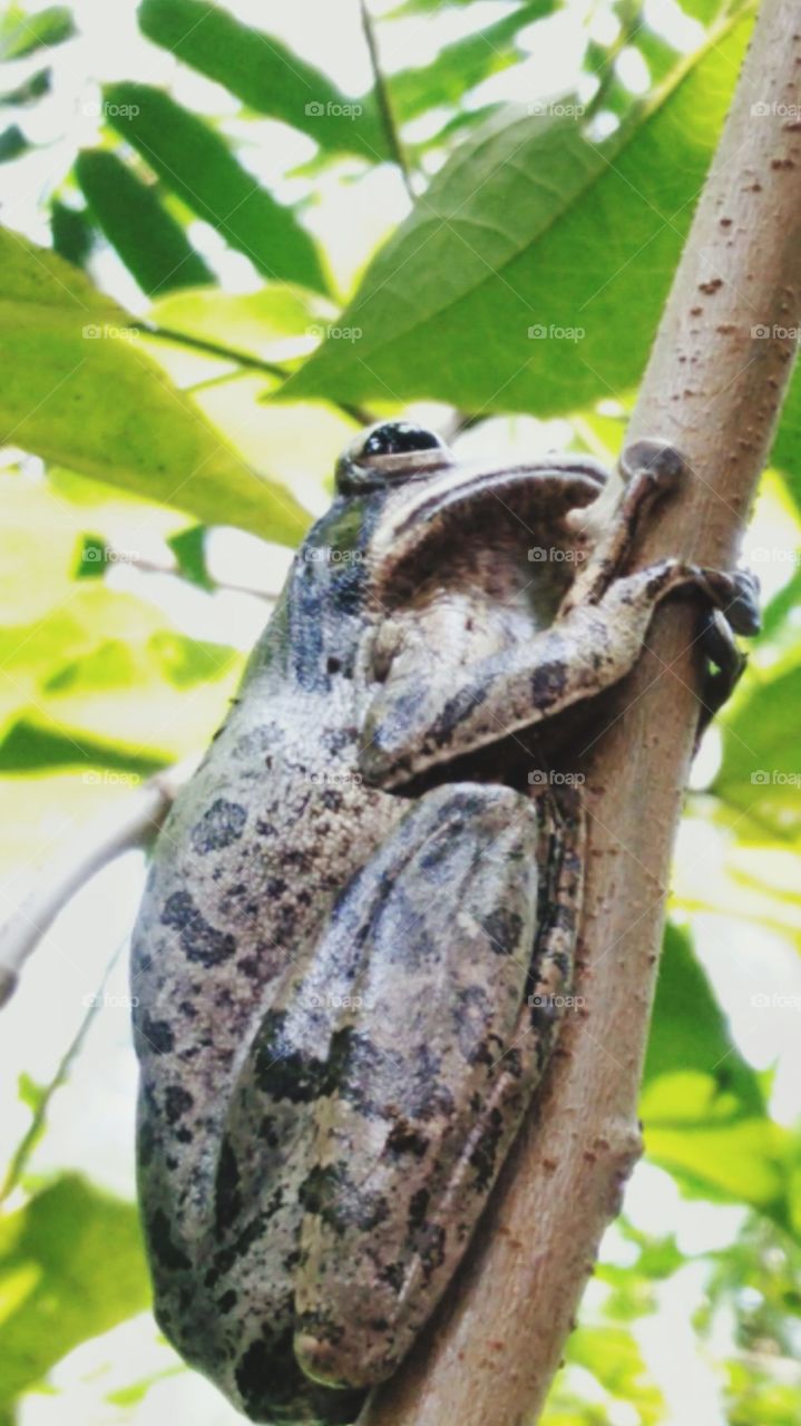 Tree frog