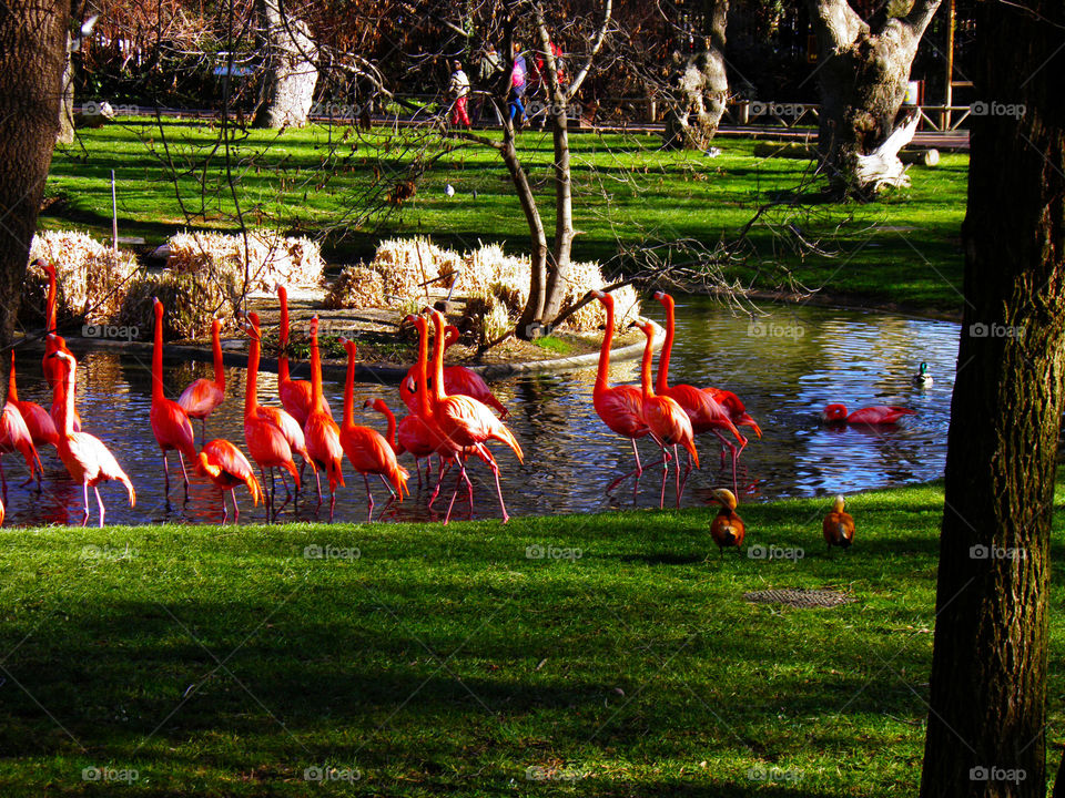 Beautiful, stylish and colorful flamingos in theit habitat in the Zoo of Madrid.