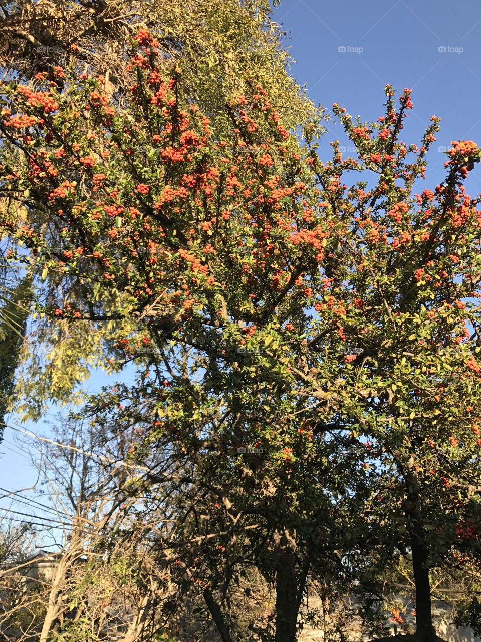 Tree, Branch, Leaf, No Person, Nature