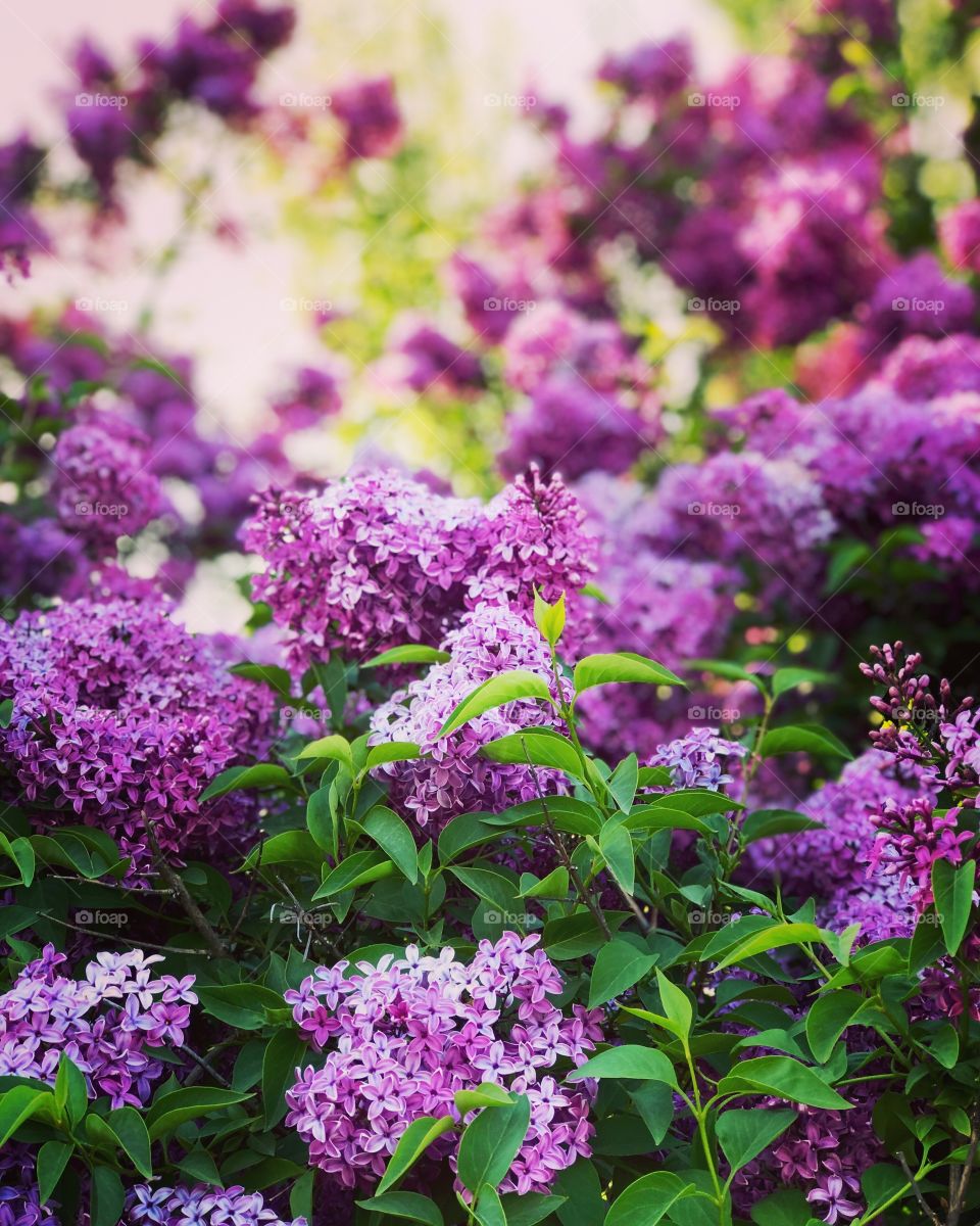 Lilac season