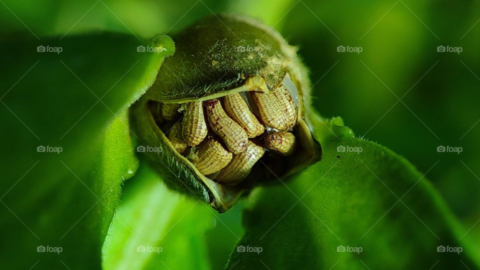 exploding seeds, plant with a lot of seeds, seeds in a plant arranged in a particular shape and order, beautiful green plant seeds