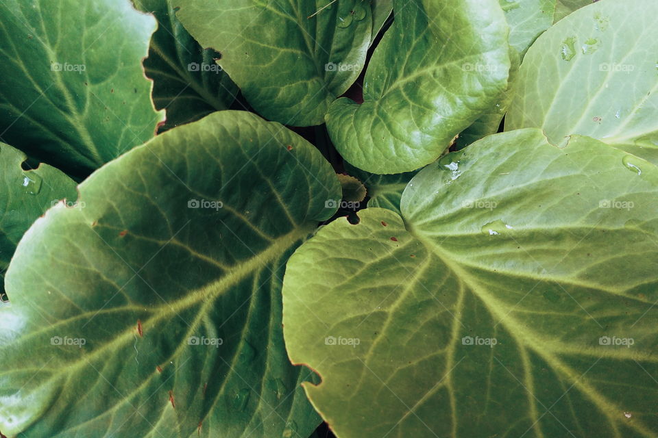 textured background of green leaves of a plant