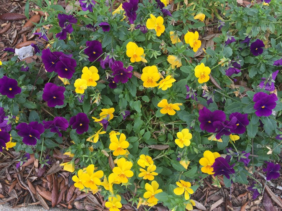 Colorful pansies 