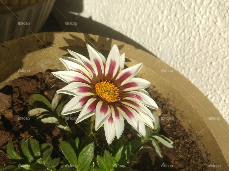 New flower in my home garden!