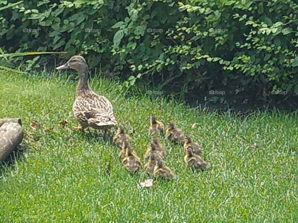 ducks hanging out in yard