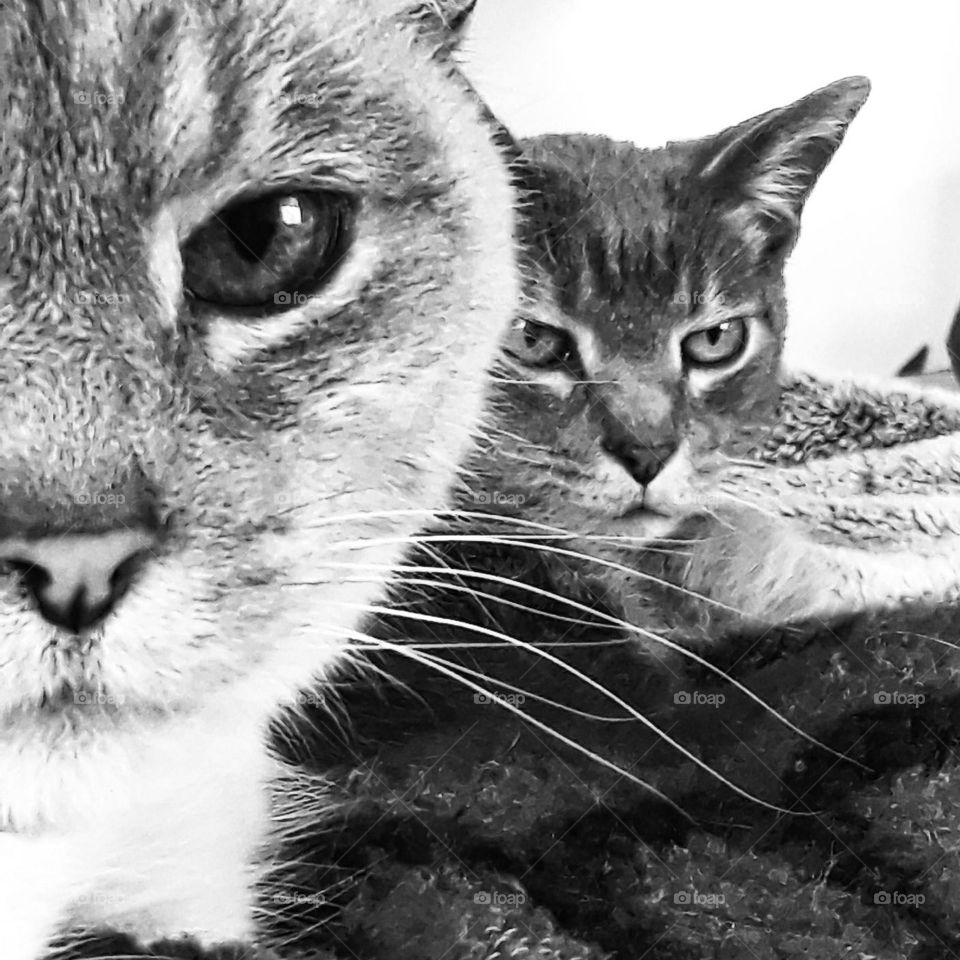 Tabby Cats in Black and White