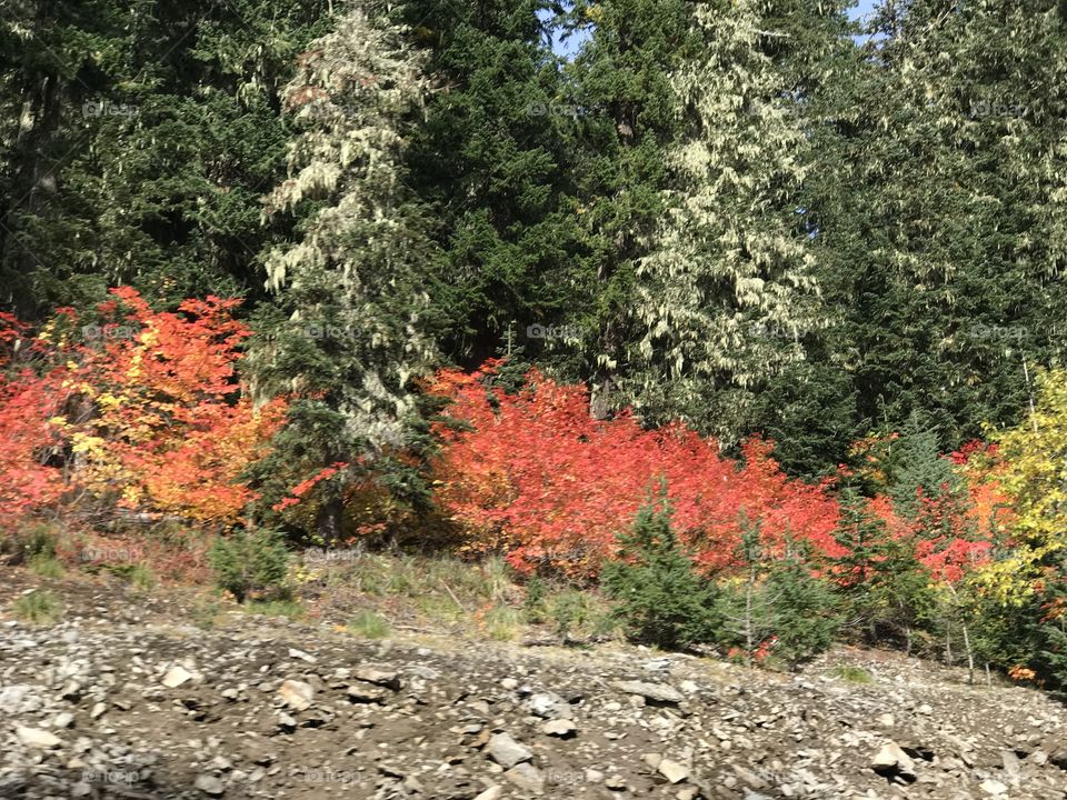 Oregon Fall Colors
