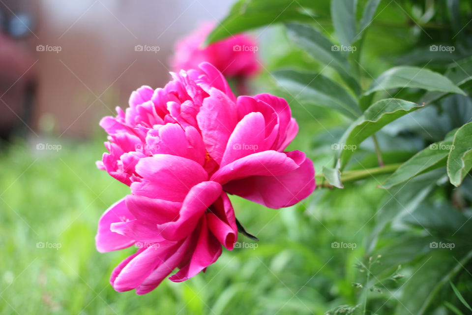 Peony, peonies, roses, pink, red, white, flowers, bouquet, summer, sun, nature. Landscape, still-life, village, flowerbed, plant, vegetation, grass, decor, fluffy, fluffy flowers, bulk flowers, plush flowers, petals, buds, leaves