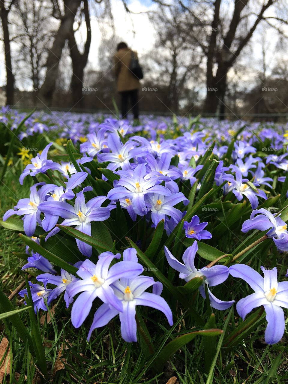 Spring in Humlegården , Stockholm, Sweden 