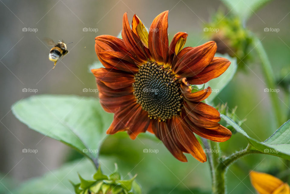 sunflowers bees and bumblebees