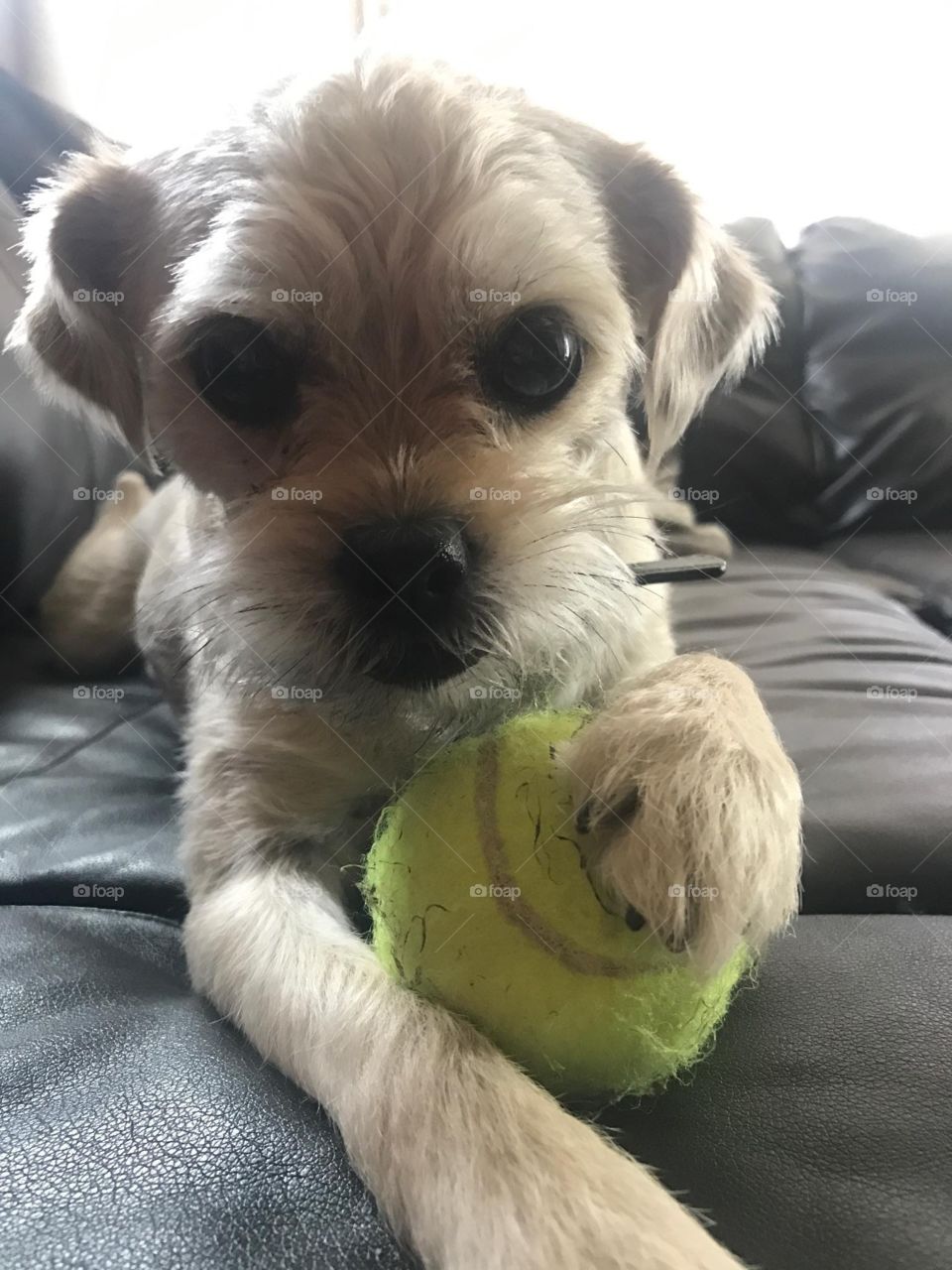 cute puppy with his ball