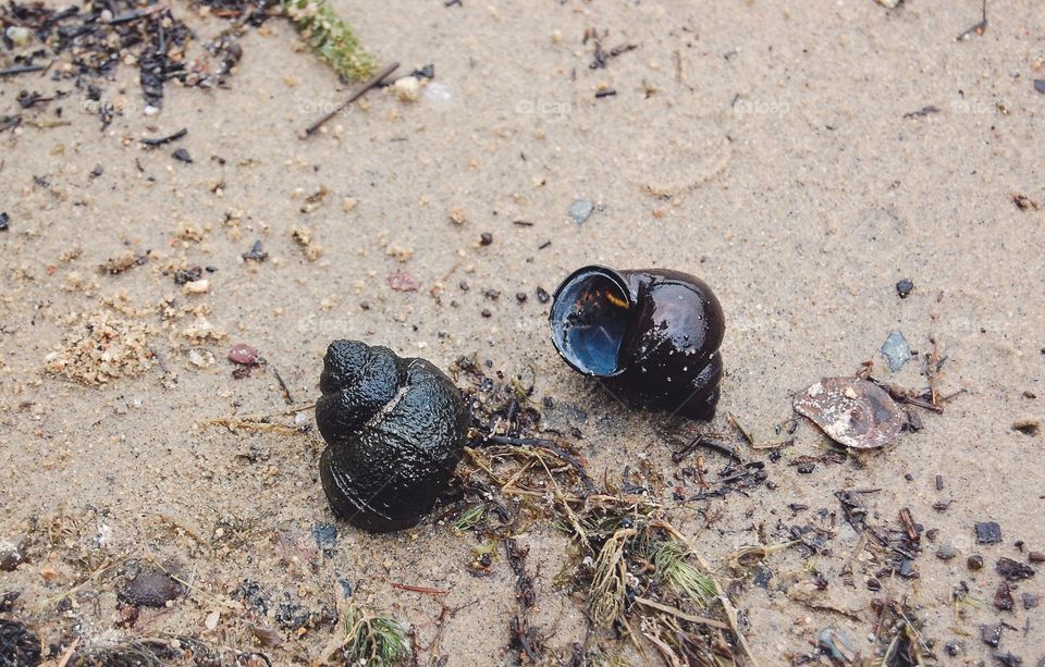 Snail shells