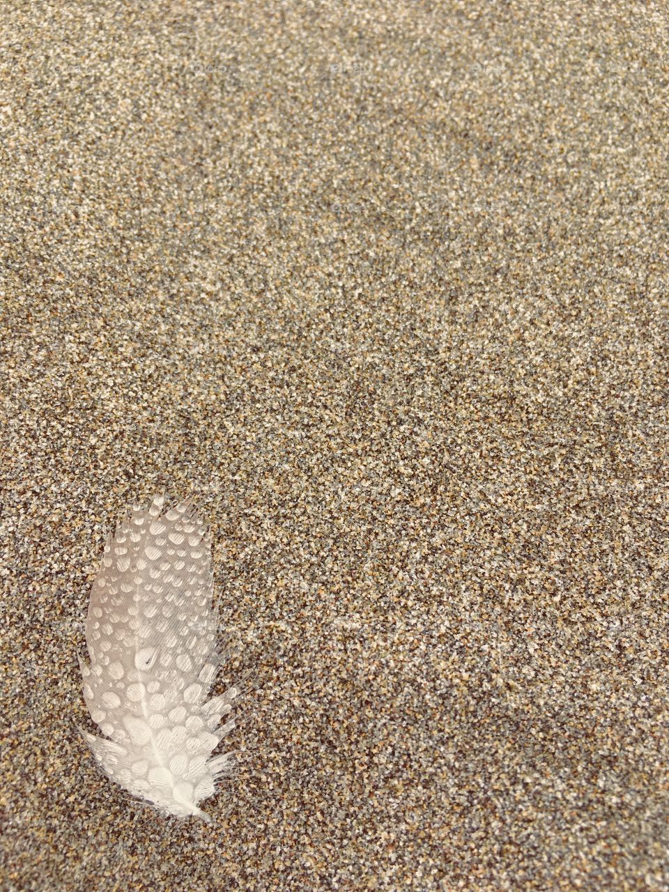 Feather, salt crystals, sand