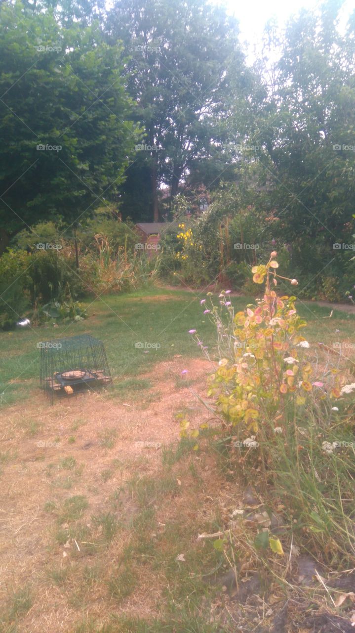 No Person, Tree, Landscape, Outdoors, Flower