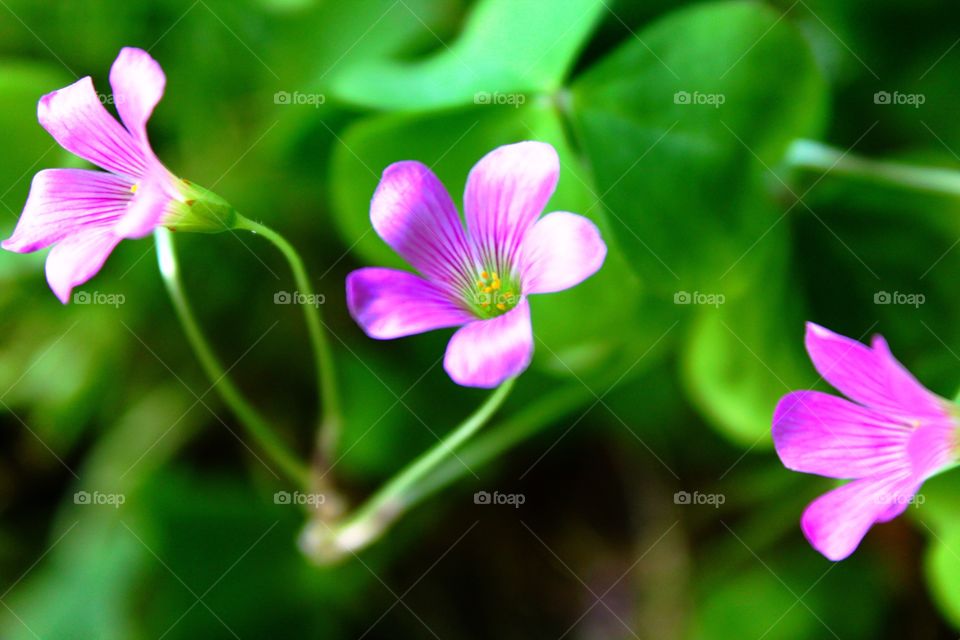 Purple blooms