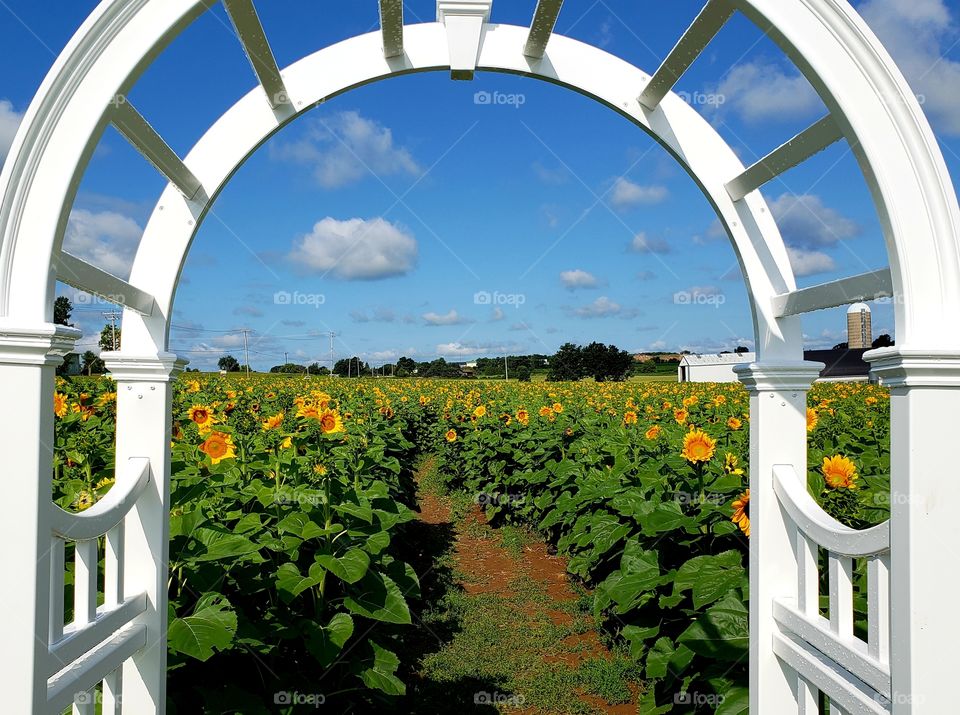 sunflower field