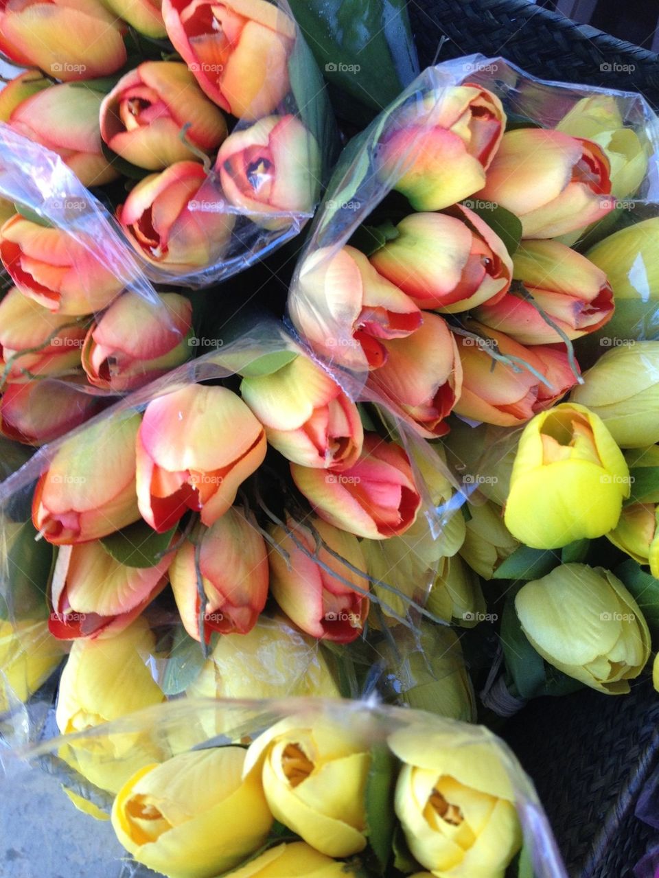 Close-up of tulip flower