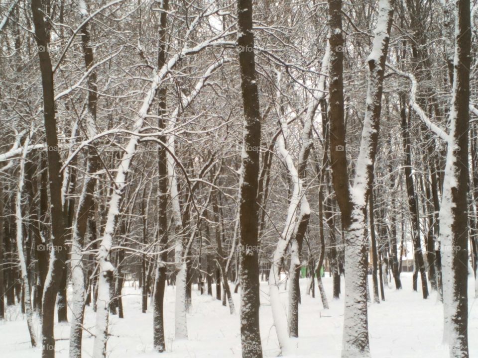 Winter, Snow, Frost, Cold, Wood