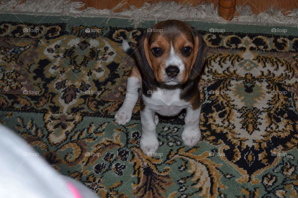 beagle puppy
