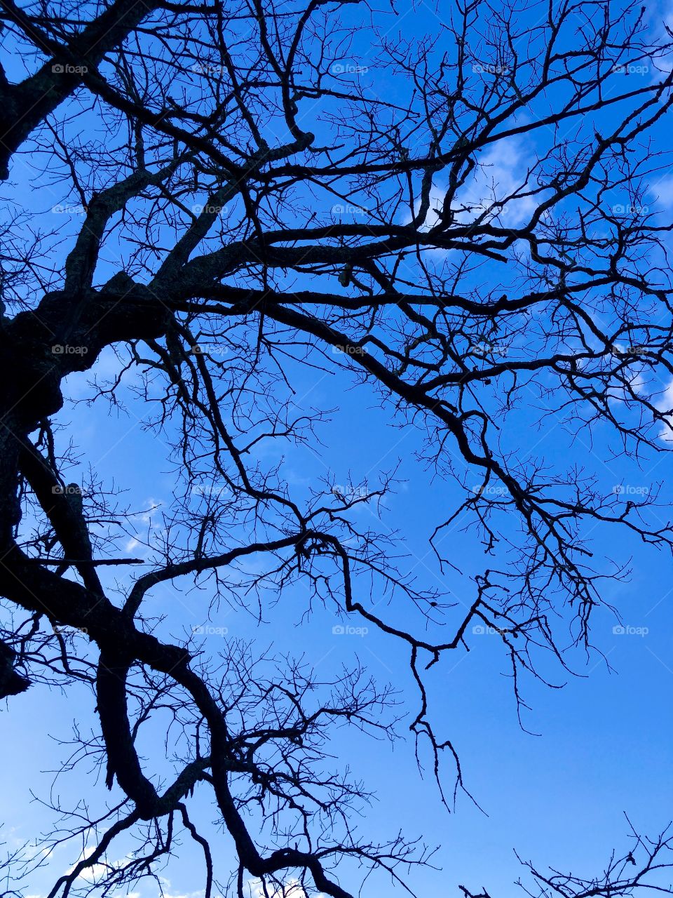 Silhouette of oak limbs against darkening sky