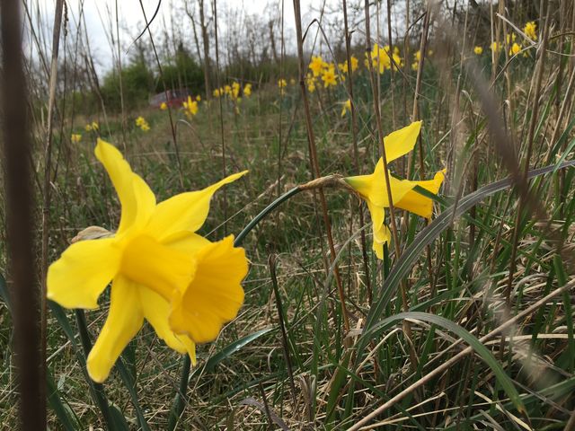 Daffodils coming out of bushes