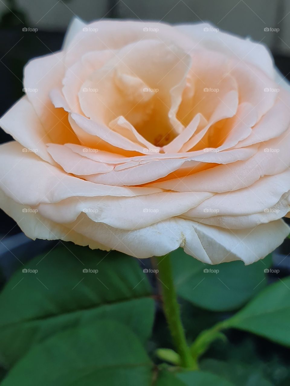 tender cream rose closeup