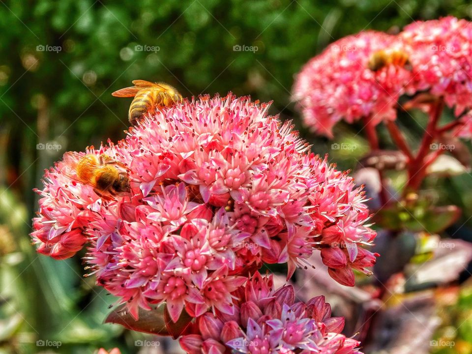 Bees Pollinating A Succulent