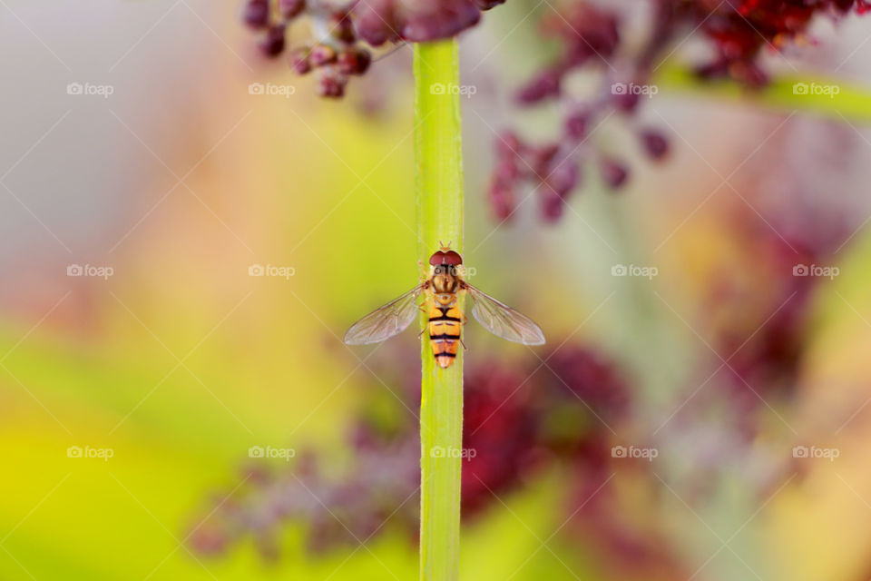 Bee on grass straw