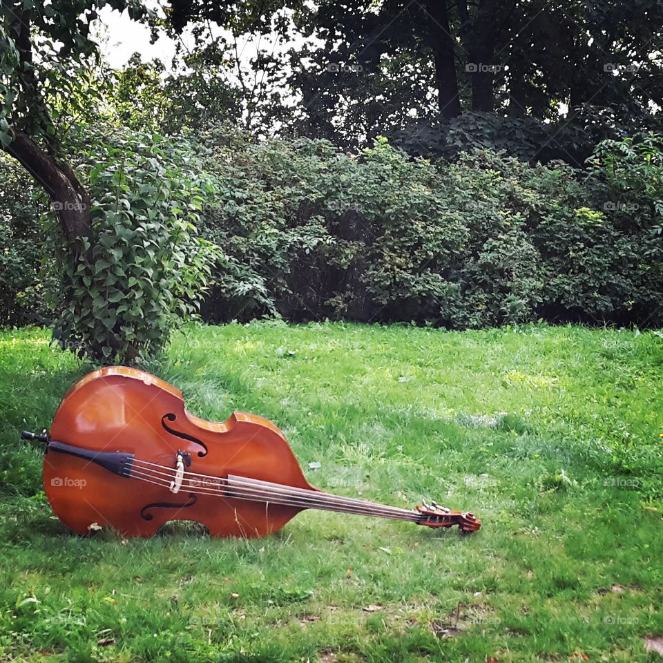 Summer music. Bass lying on the grass in the park