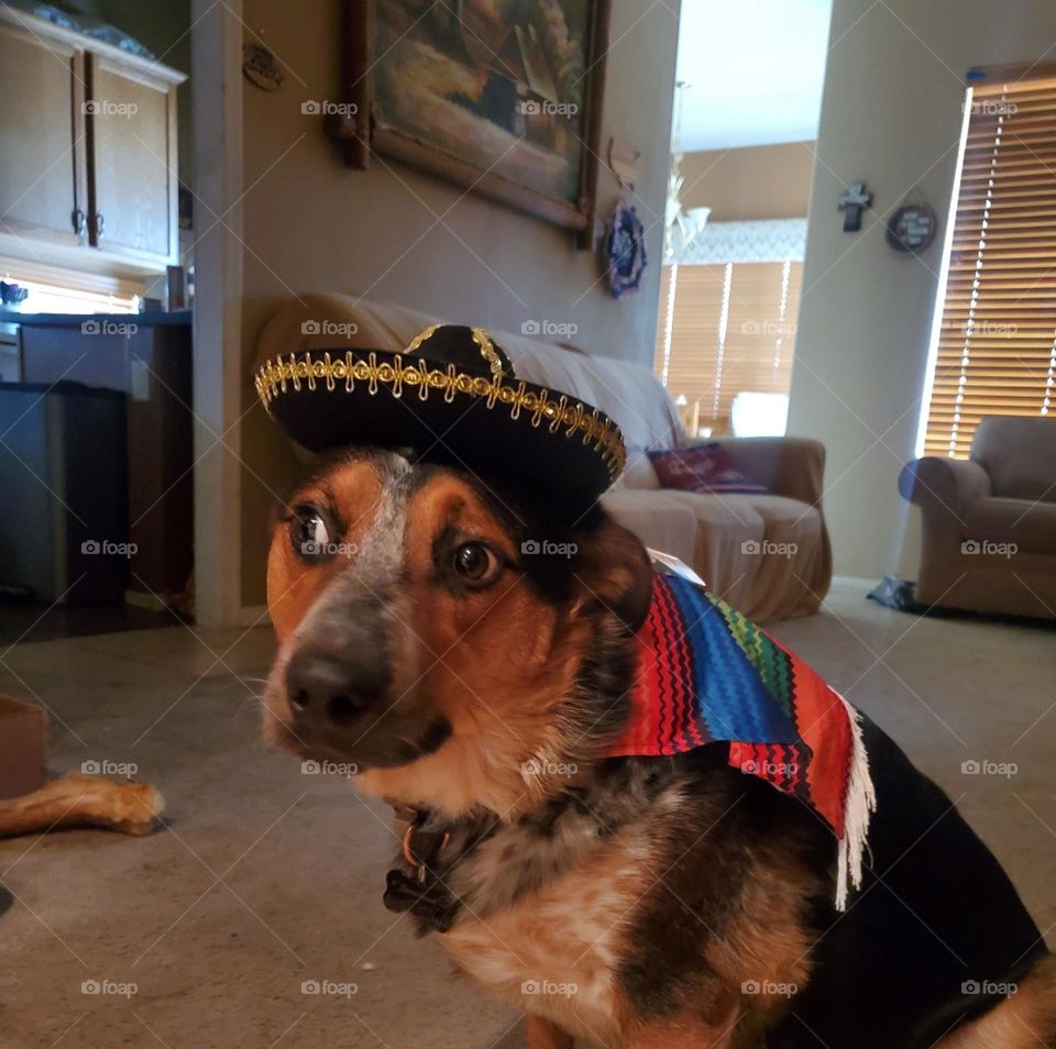 Fiesta Outfit 🎉. Super adorable puppy isn't sure about this. He'd rather not wear a hat! So cute