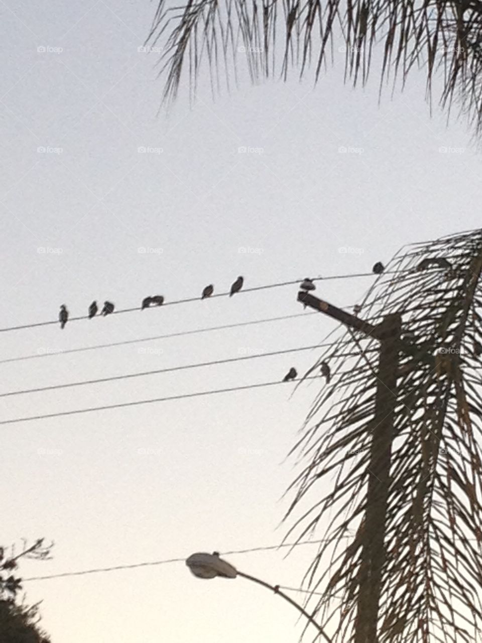 Birds on a wire