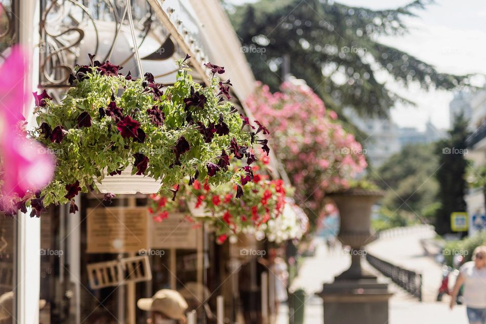 plants in city streets