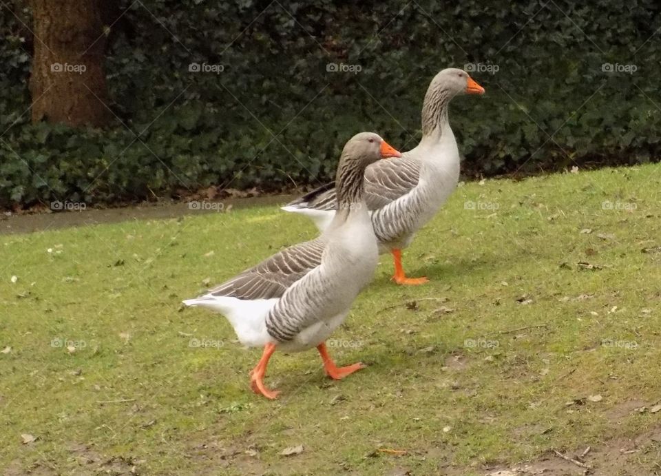 Ducks on a stroll