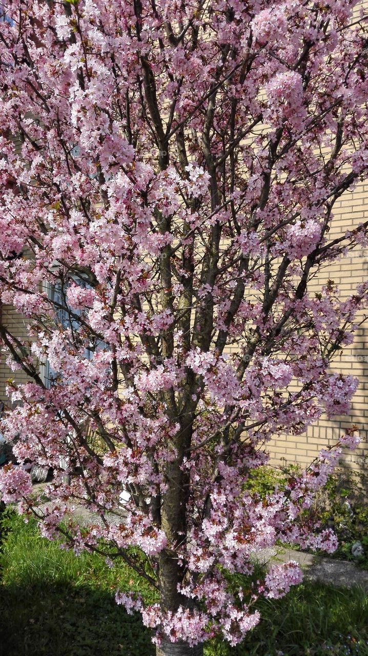 Spring in Almere, Netherlands