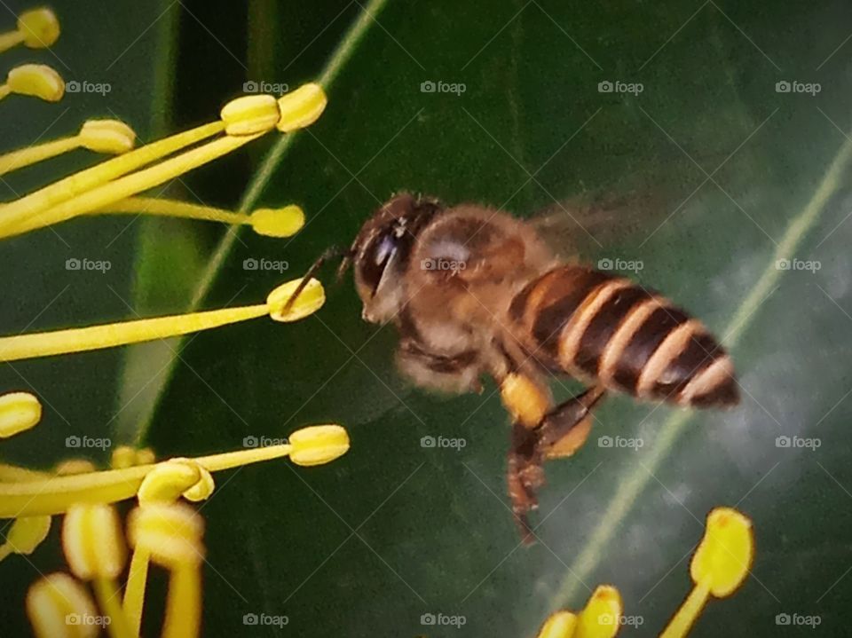 A bee looking at the flower carefully.