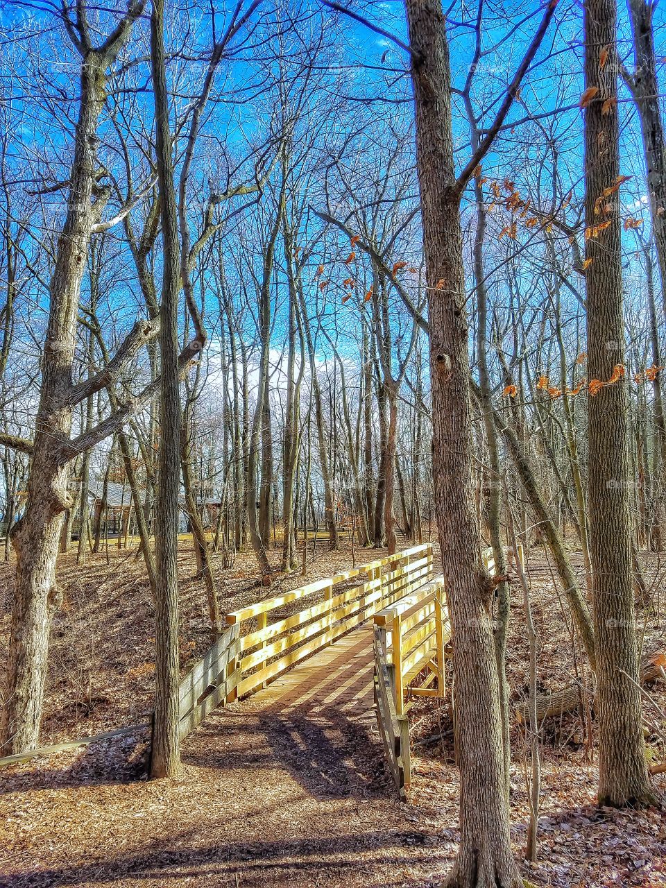 Bridge surrounded by bare trees