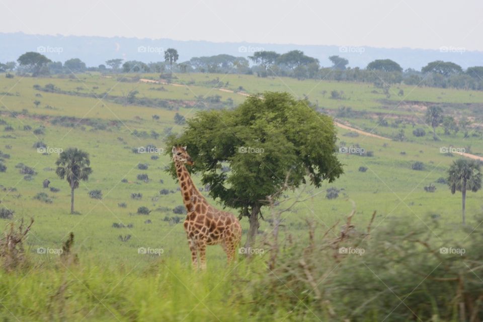 Nature, Wildlife, Mammal, Landscape, Safari