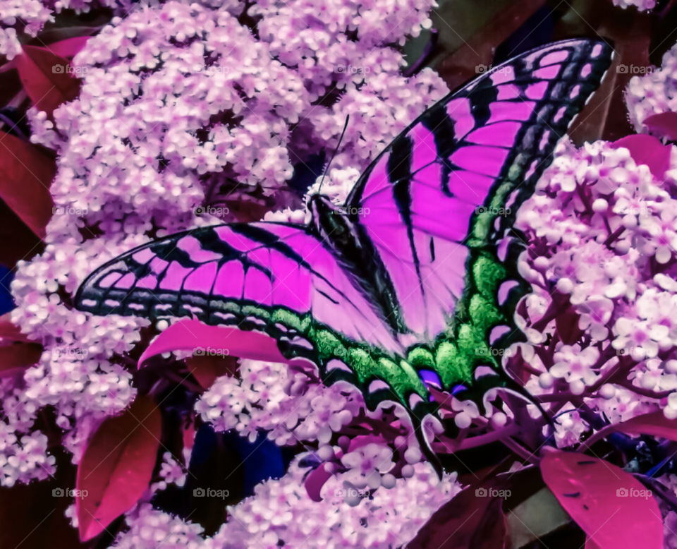 Pink and green butterfly on pink flowers color love