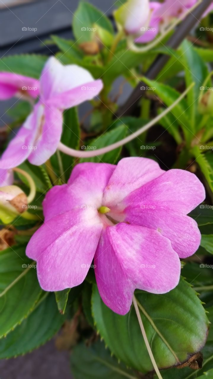 Nature, Flower, Flora, Leaf, Garden