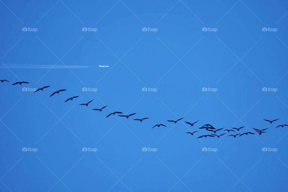 Airplane and flying geese