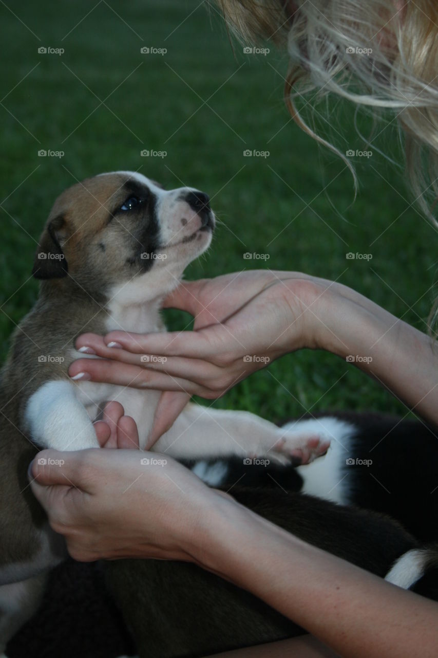 What's Up. One month old puppy