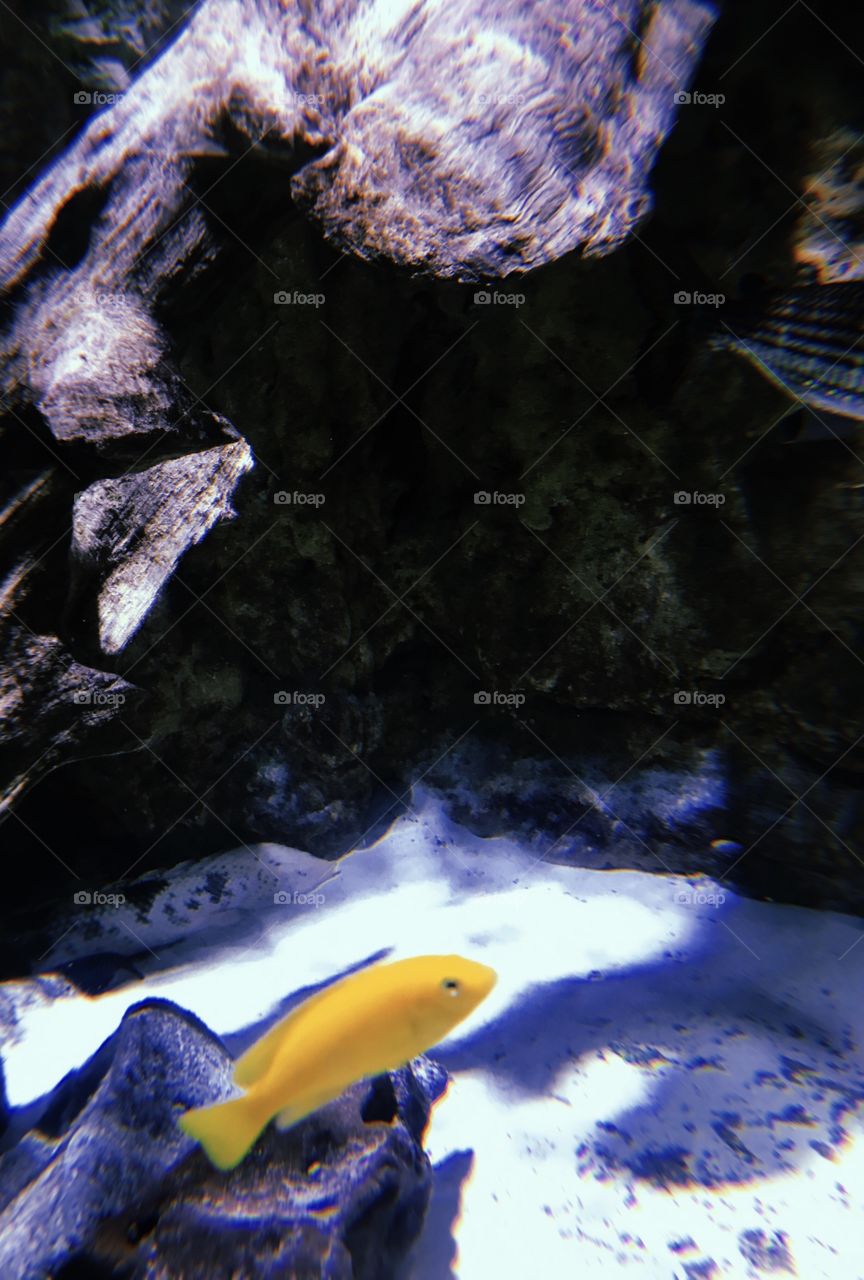 Underwater view of the sea with a yellow fish.