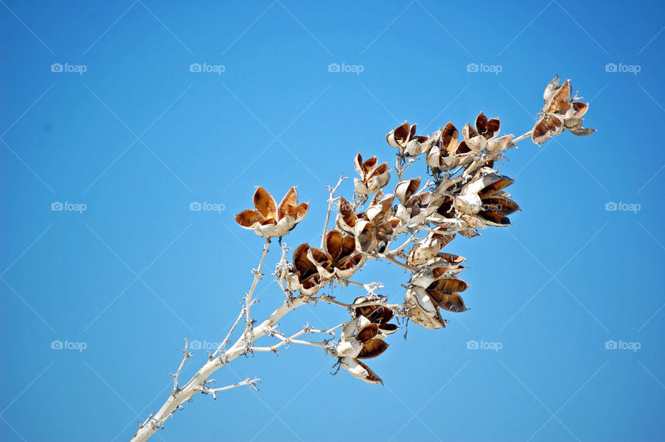 sky flowers flora flower by refocusphoto