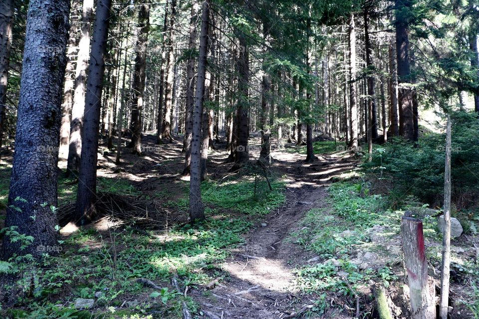 Bosnia woodland