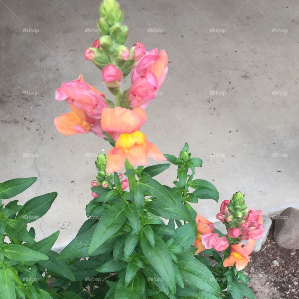 Spring did well this year