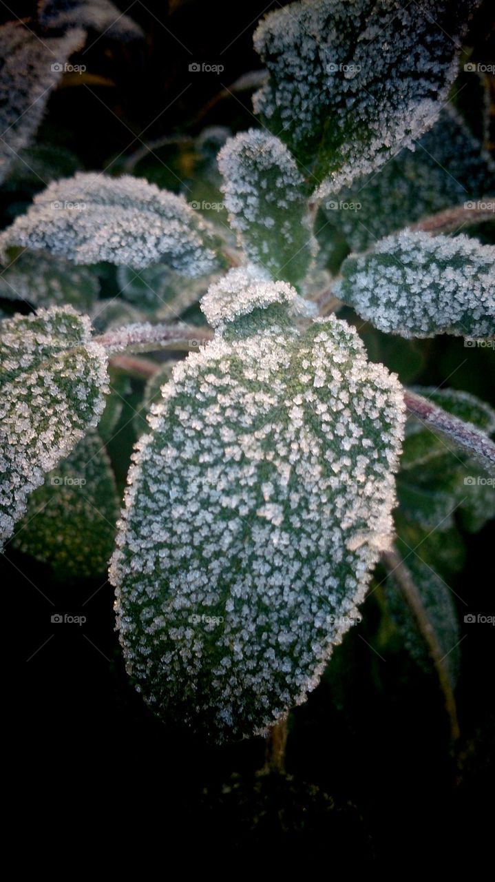 Frosty Sage 